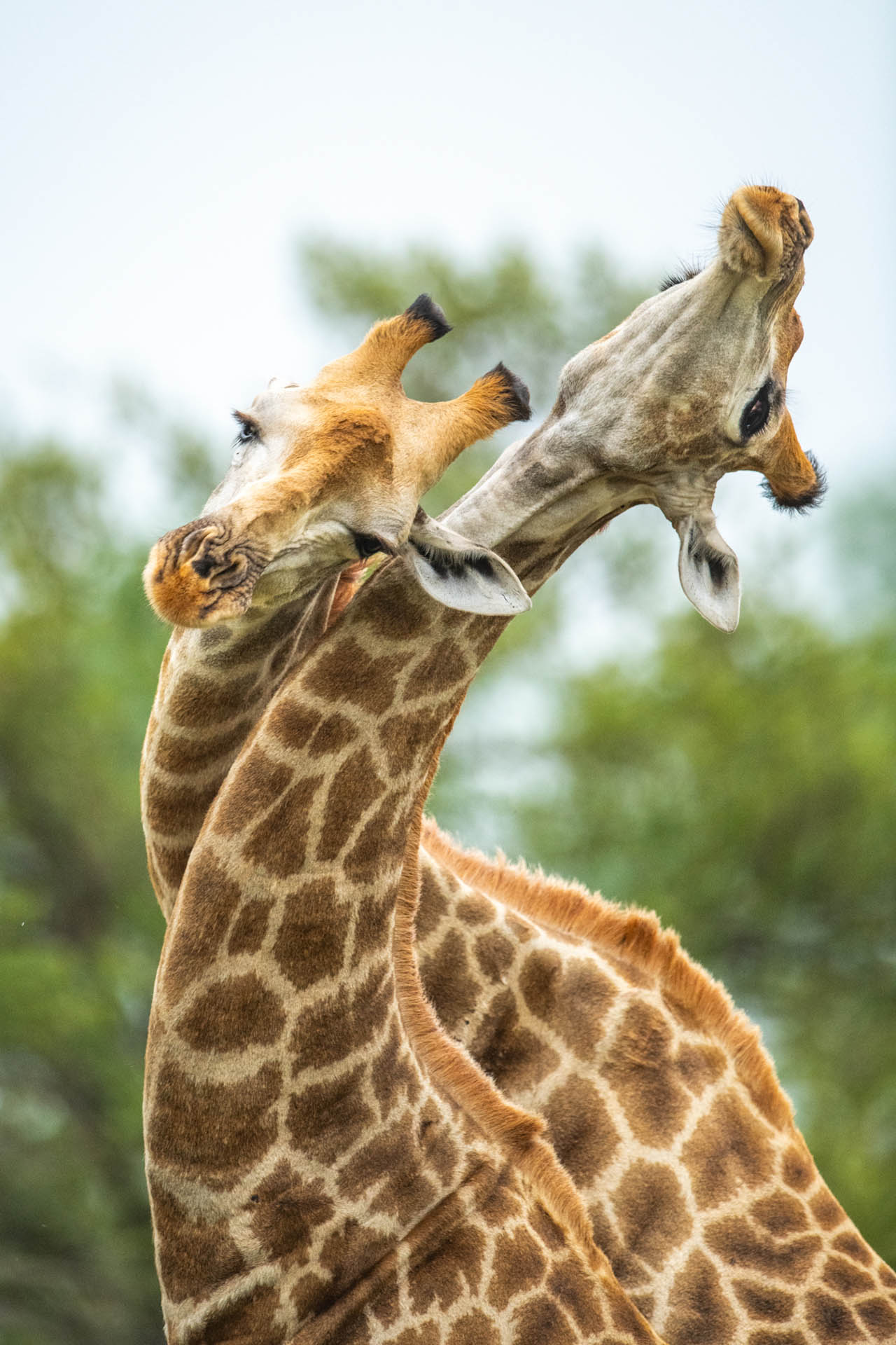 Singita Kruger National Park